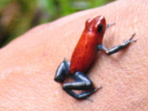 blue jeans pfeilgiftfrosch